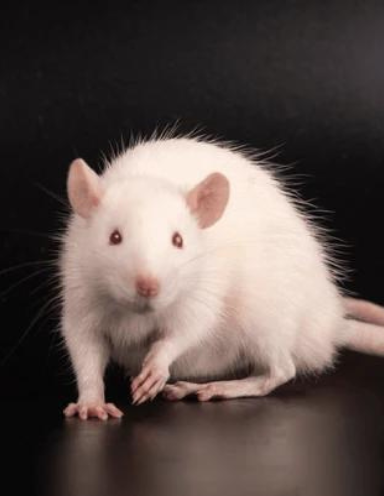 Albino Rat